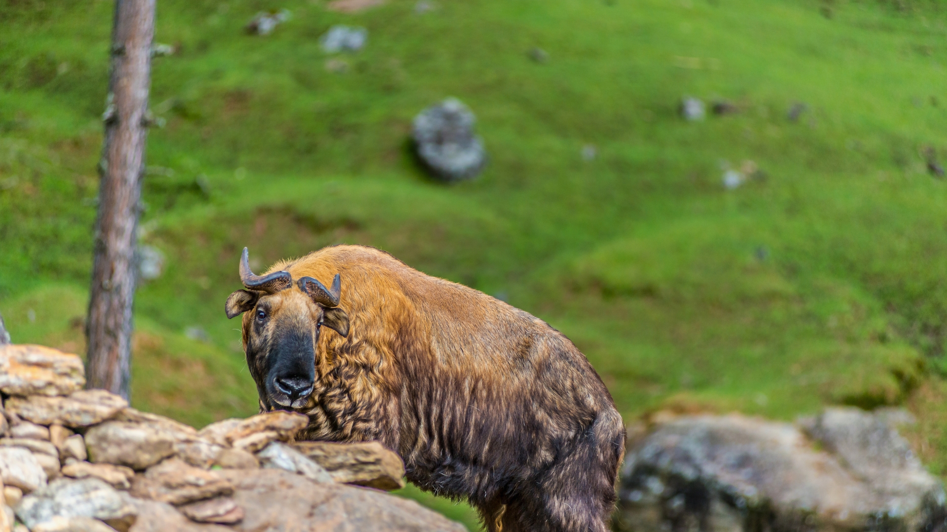 asiansafaris.com_our_experiences_wildlife_in_bhutan (1)