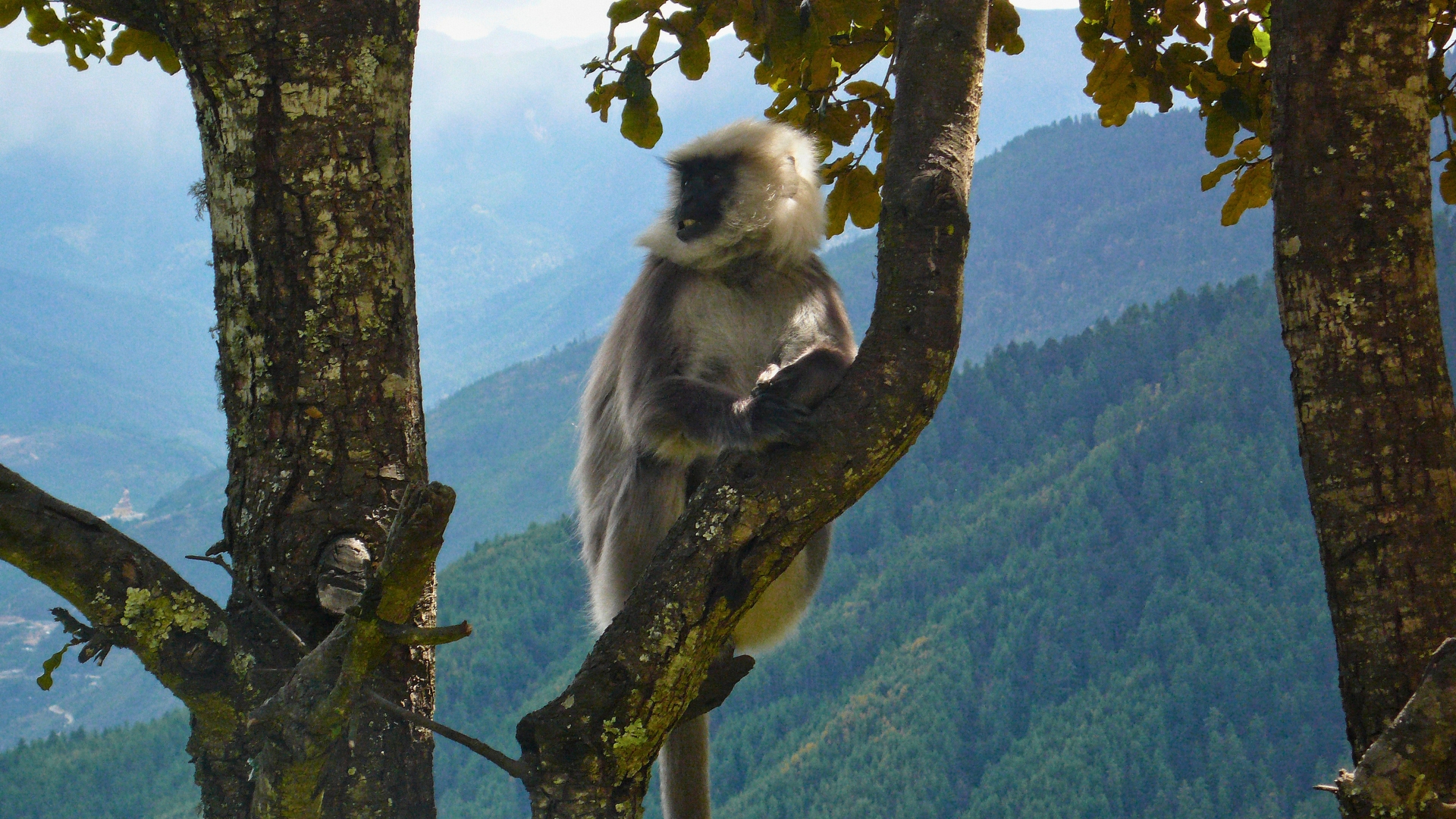 asiansafaris.com_our_experiences_wildlife_in_bhutan (2)