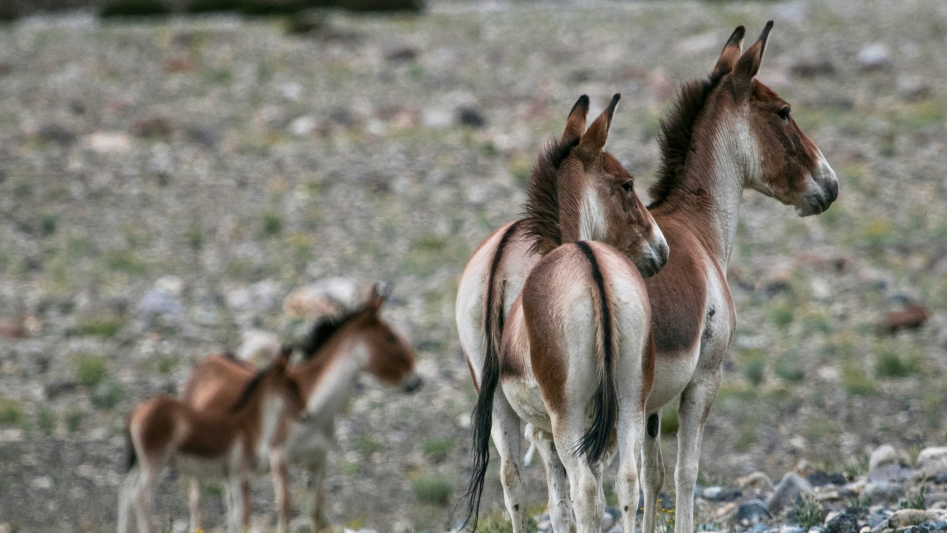 asiansafaris.com_our_experiences_wildlife_in_bhutan (3)