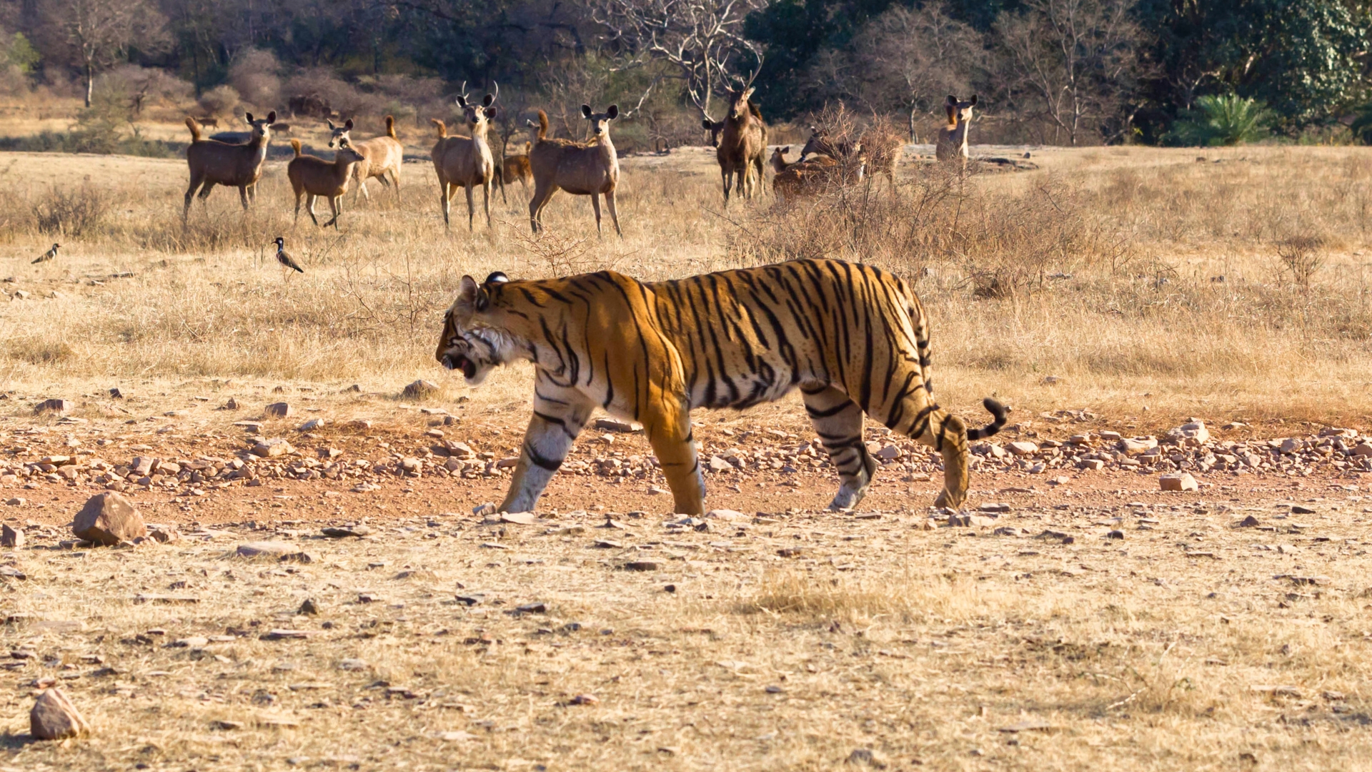 asiansafaris.com_our_experiences_wildlife_in_india (1)