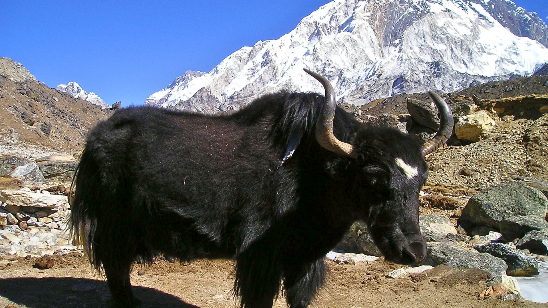 asiansafaris.com_our_experiences_wildlife_in_nepal (3)