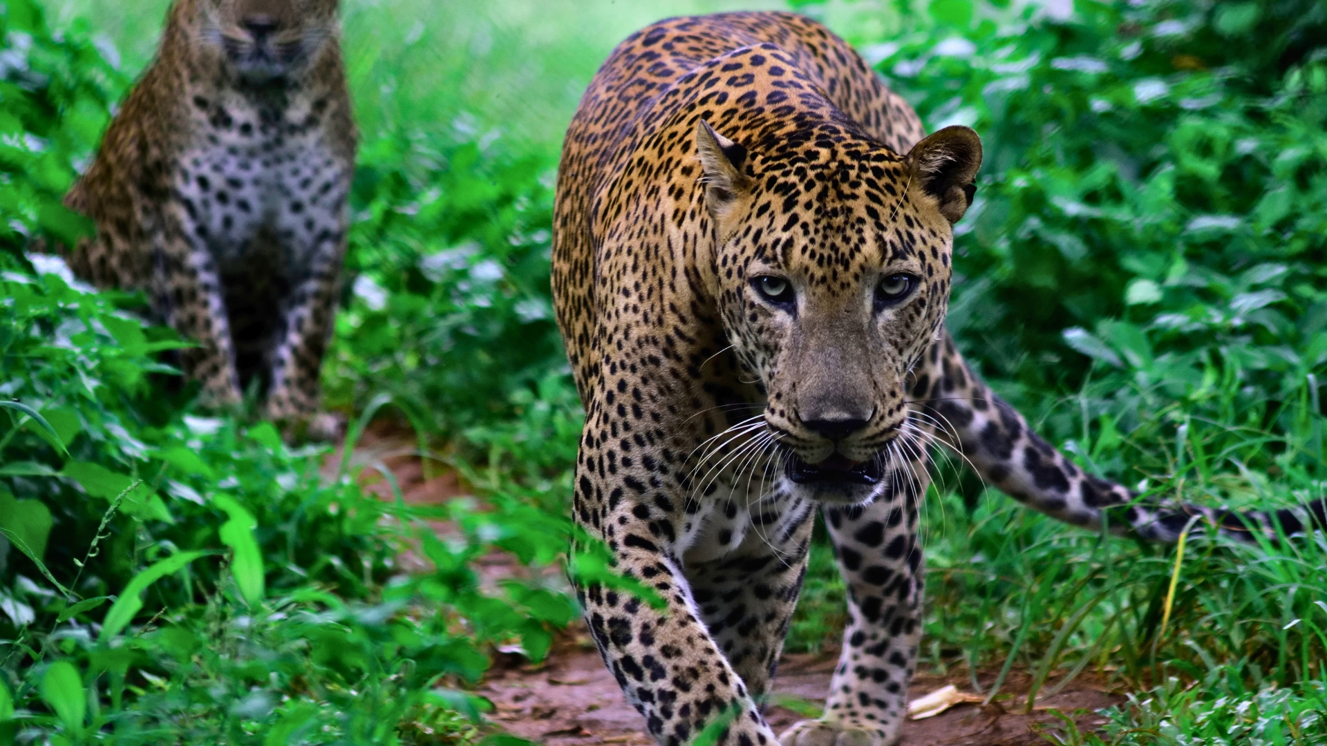 asiansafaris.com_our_experiences_wildlife_in_sri_lanka (2)