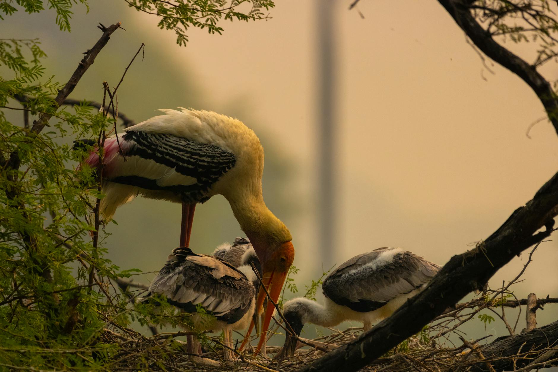 Discover the Hidden Gem: Keoladeo National Park