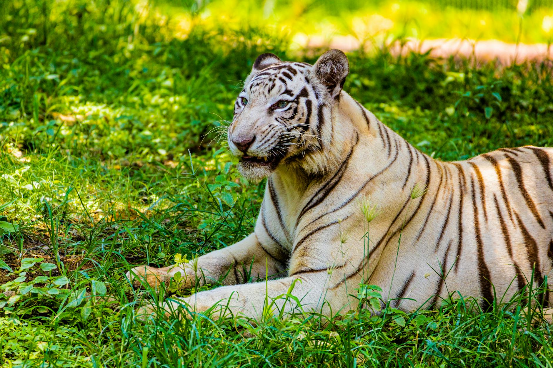 Experience Serenity at Parambikulam Tiger Reserve