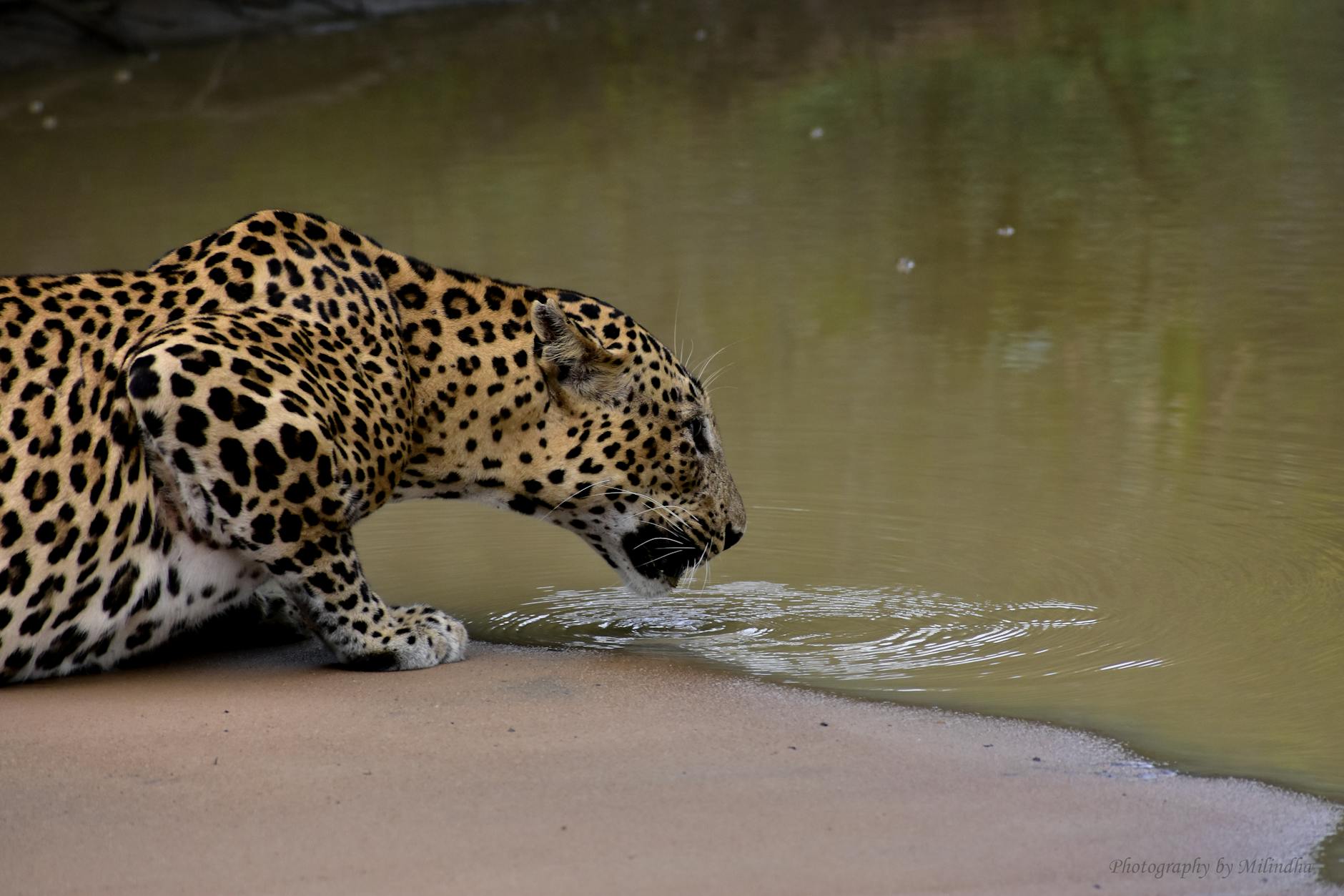 Sri Lanka’s Yala National Park: Where Leopards Roam Free