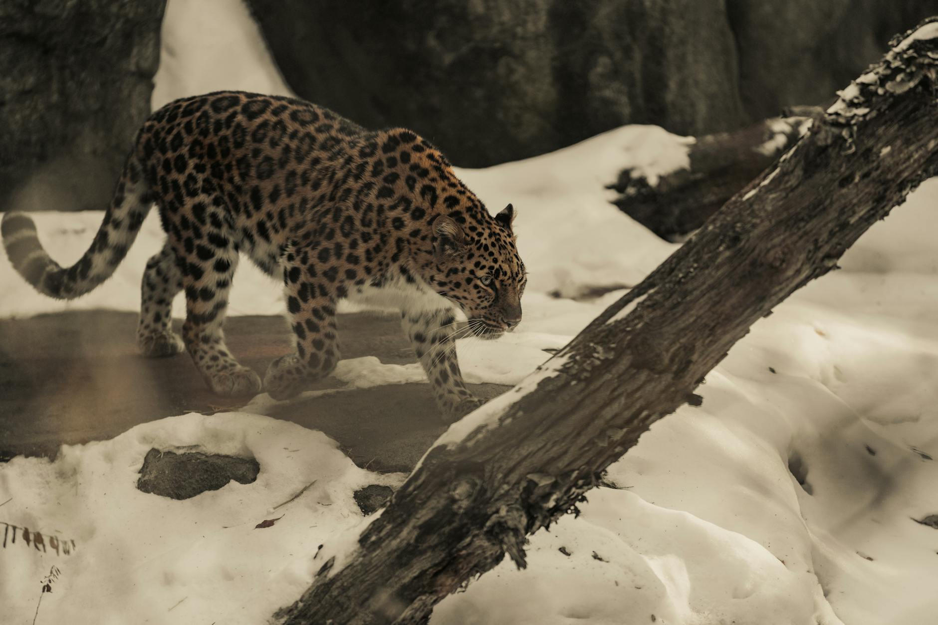 Leopard Spotting: A Thrilling Safari Experience