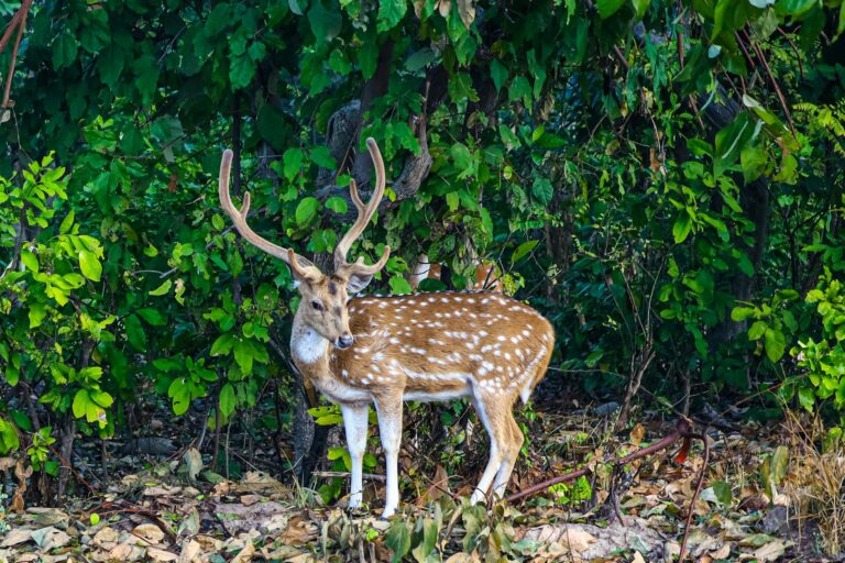 5 Hidden Wildlife Sanctuaries in India You Need to Visit