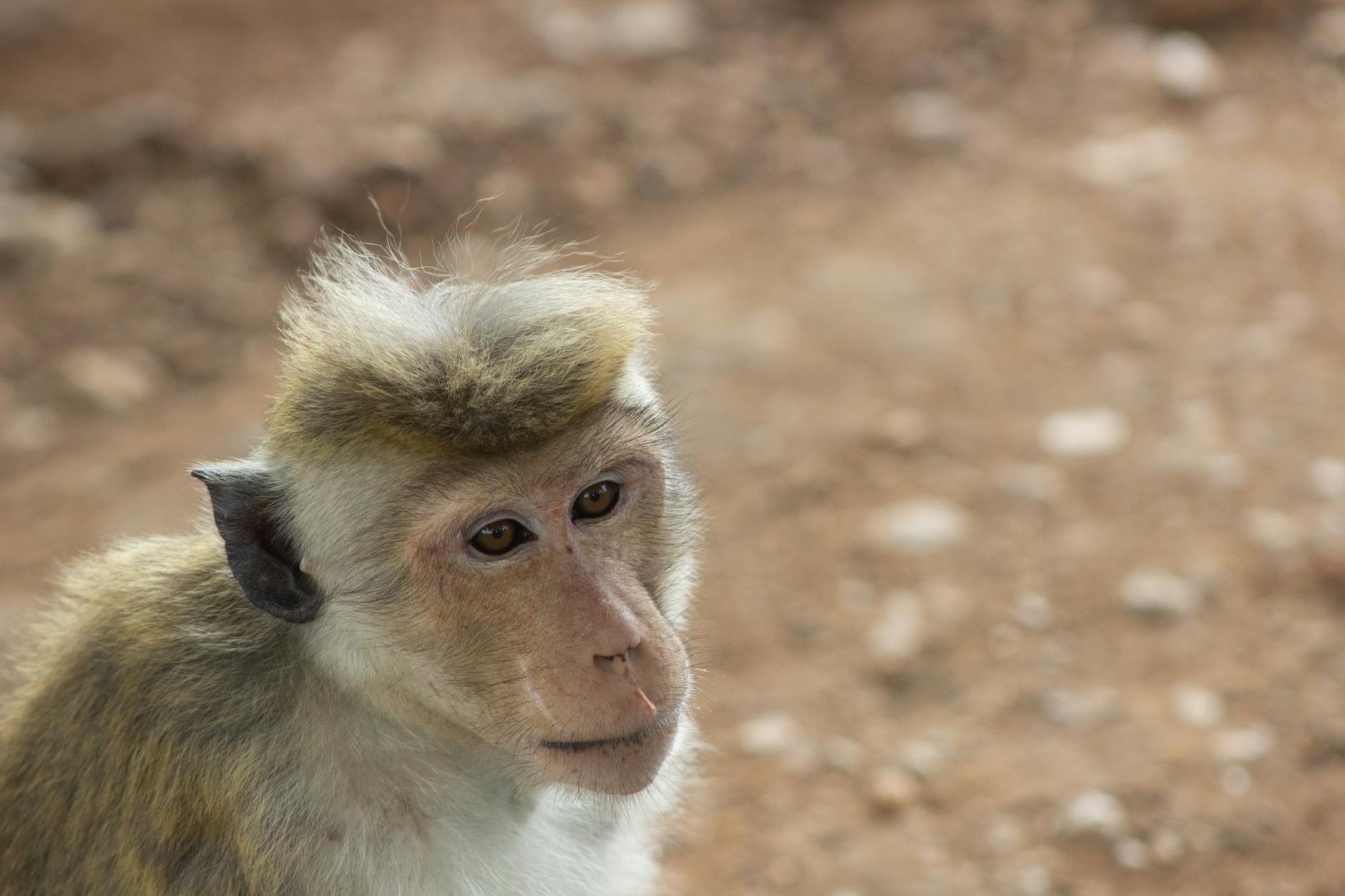 Beyond Leopards: Other Wildlife Wonders