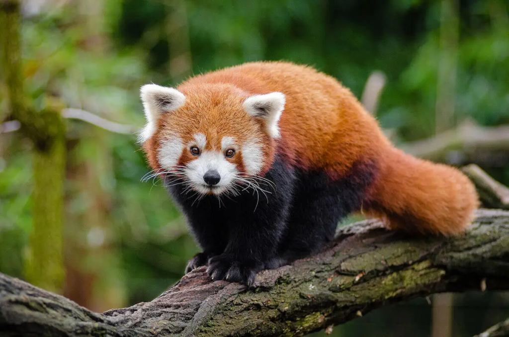 A Red Panda in the wild Himalayan forest of Nepal