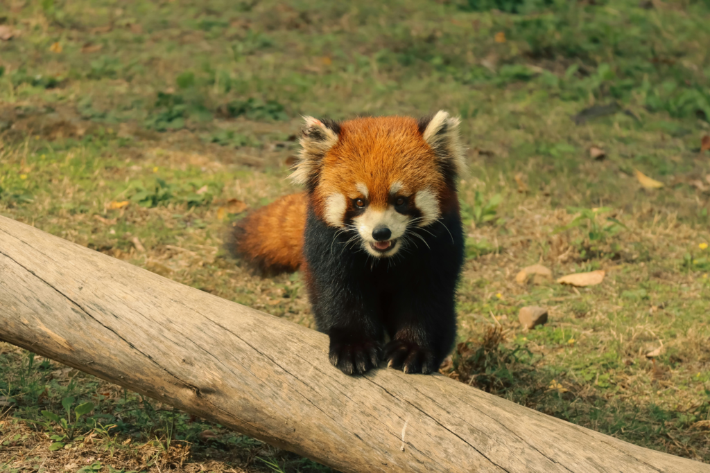 Red pandas in Nepal natural habitat amidst lush Himalayan forests