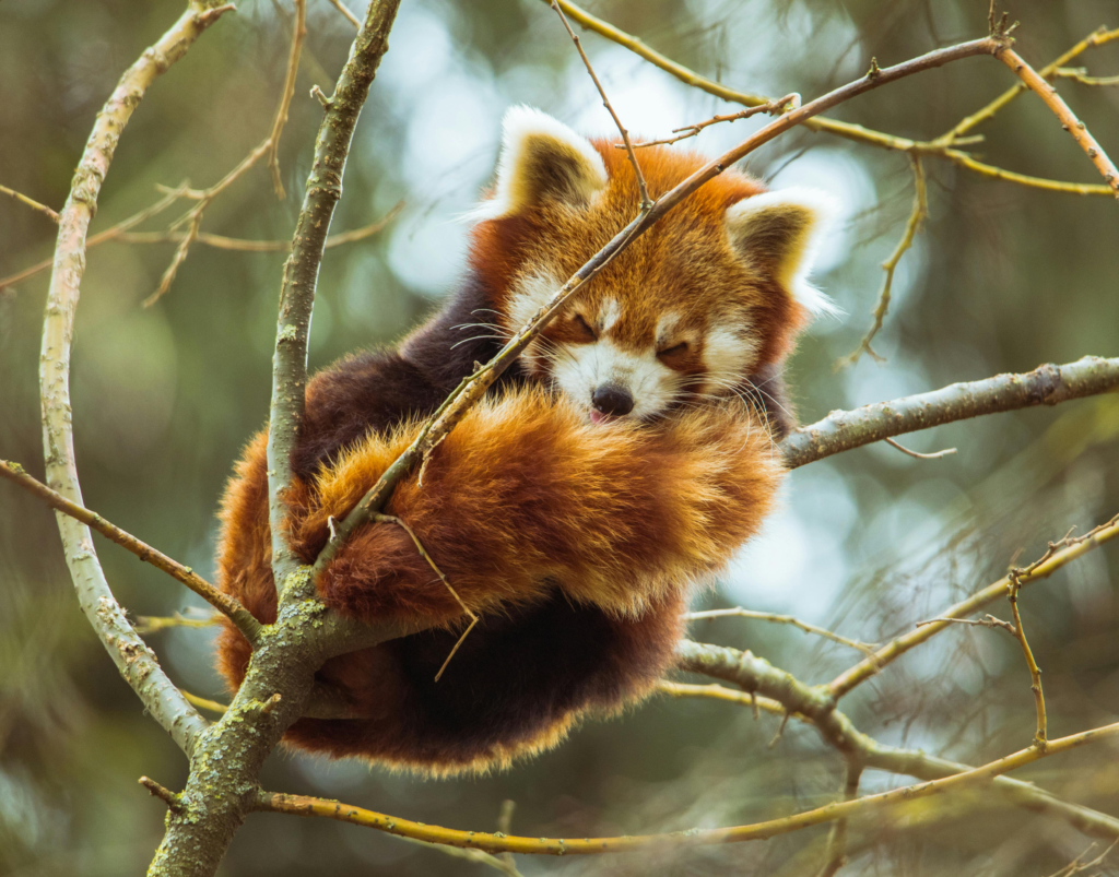Red pandas in Nepal natural habitat amidst lush Himalayan forests