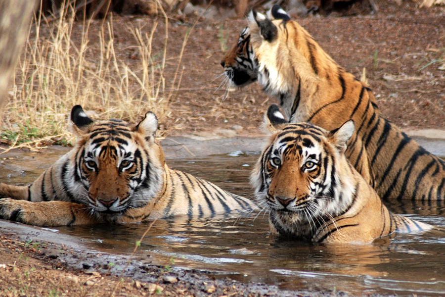 India’s Ranthambore National Park