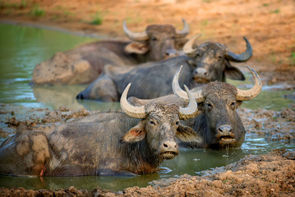 Yala National Park