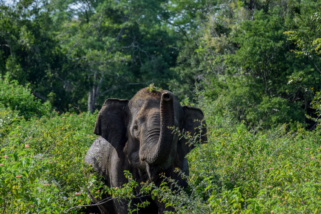 Udawalawe National Park