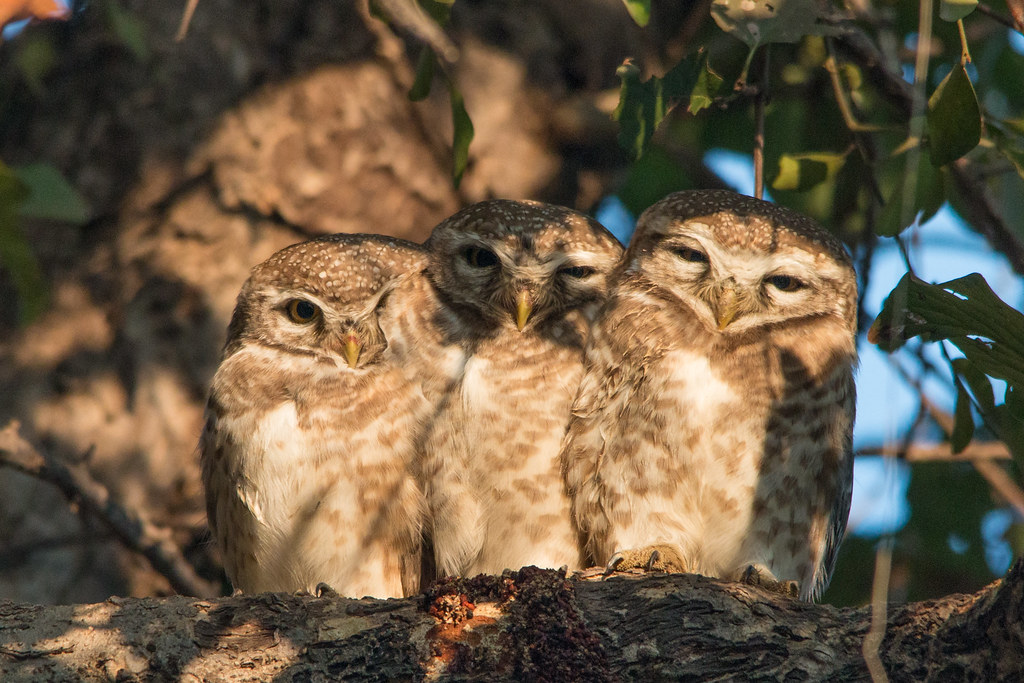 Keoladeo National Park 