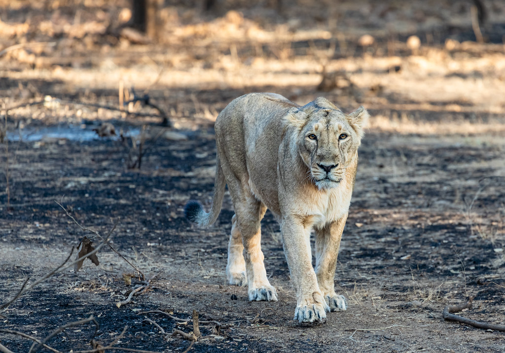 Gir National Park