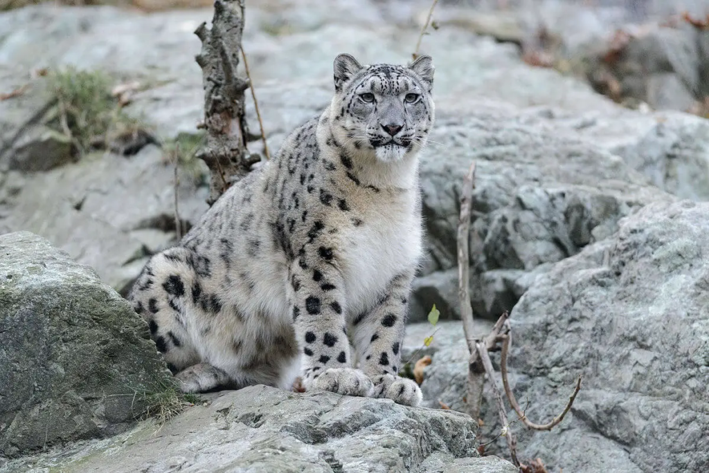 snow leopard