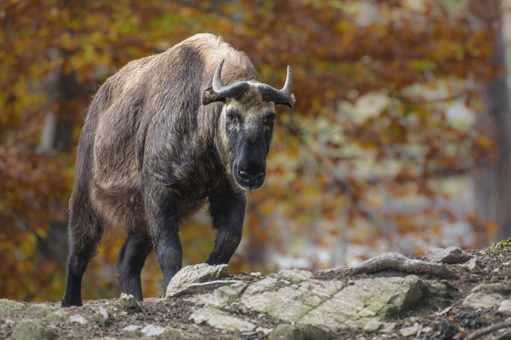 Journey into Bhutan’s wild Takin