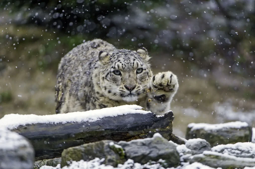 Hemis National Park Snow Leopard Expedition