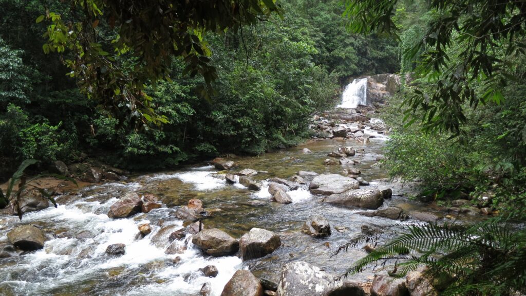 Sinharaja Sri Lanka rainforest