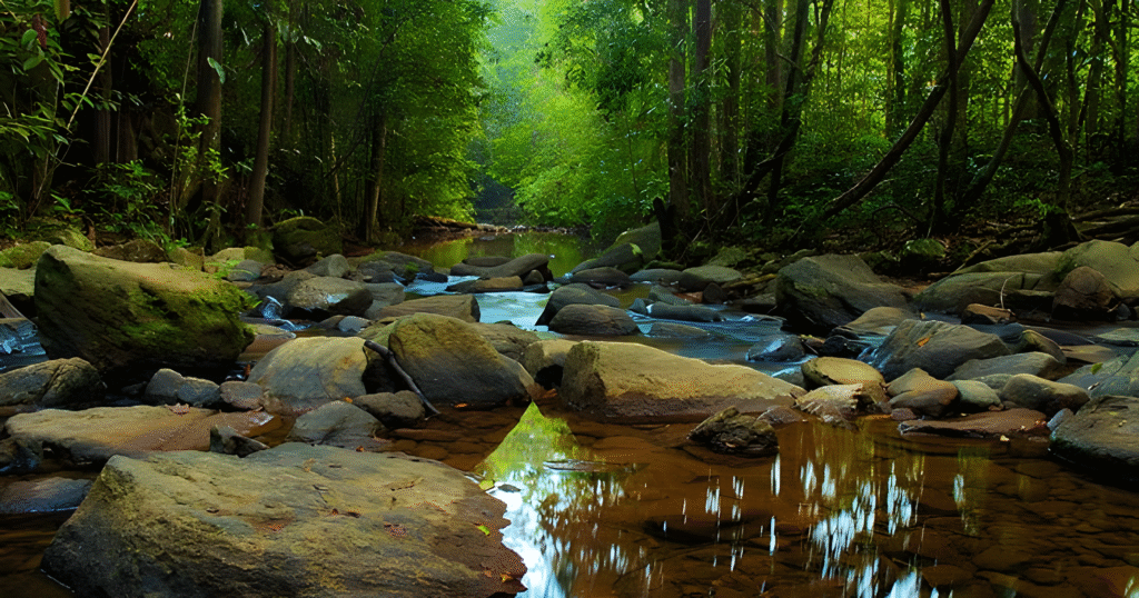Sinharaja Sri Lanka rainforest