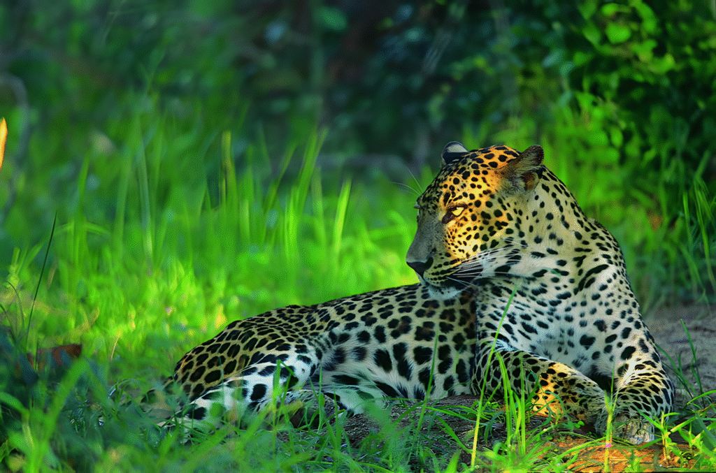 Sinharaja Sri Lanka rainforest