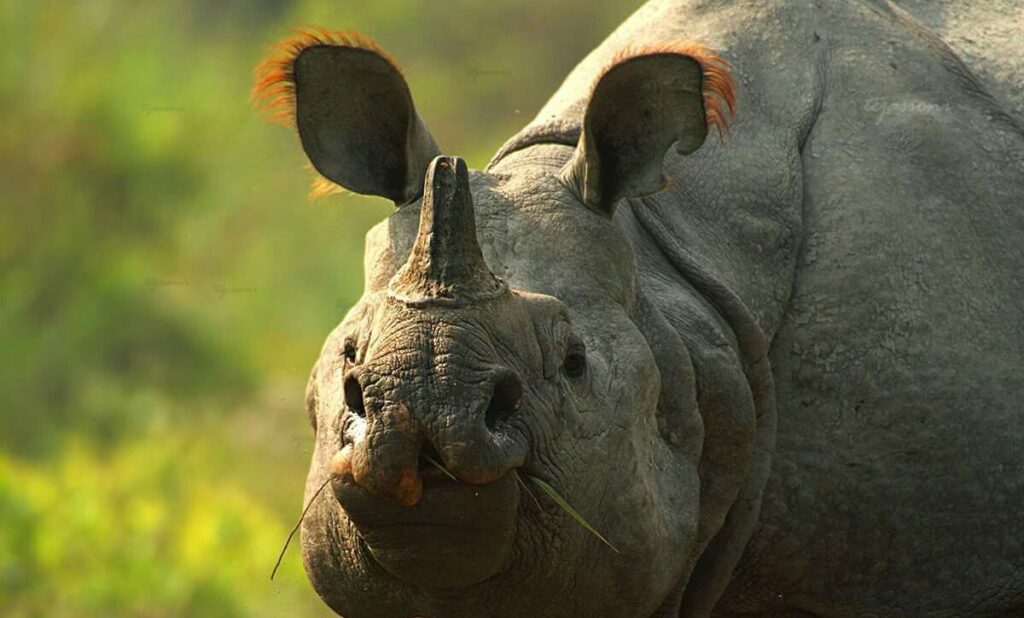 Kaziranga’s Rhino Boom