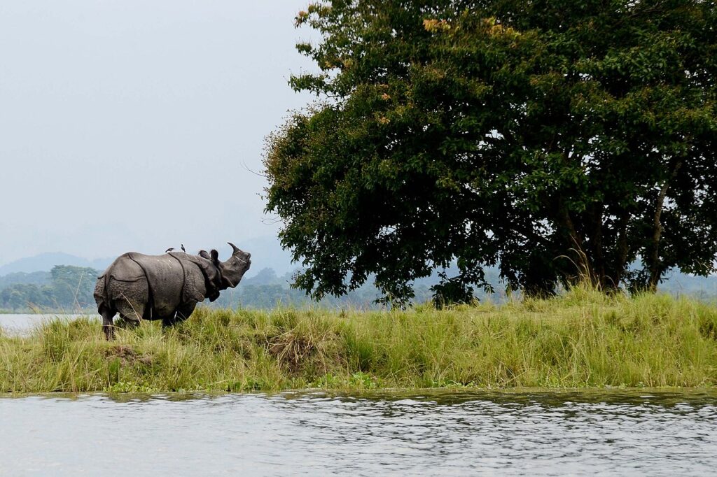 Kaziranga’s Rhino Boom