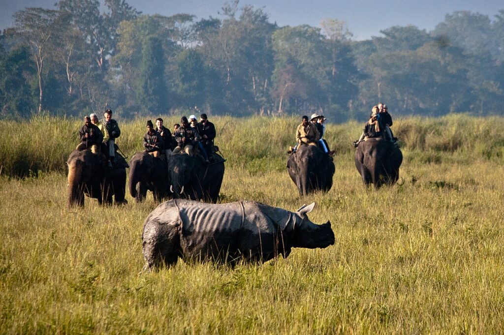 Kaziranga’s Rhino Boom