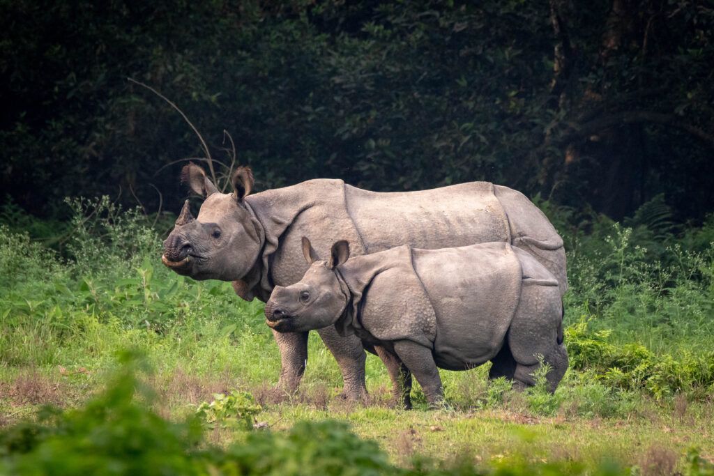 Rhino & Tiger Safaris in Chitwan